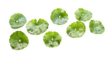 Fresh centella asiatica leaves with rain drop. Gotu kola herb plant