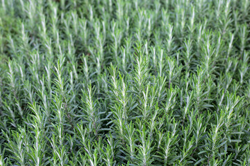 Rosemary plant, Fresh herb in the garden