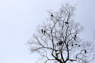 Japanese crows on tree in Yasaka shrine, Kyoto city, Japan