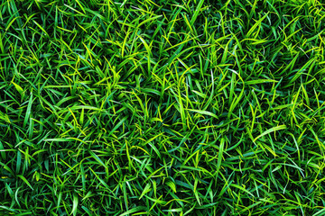 Fototapeta premium Grass, park field texture green