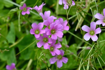 Fototapeta premium Oxalis corymbosa (Oxalis debilis) flowers. Oxalidaceae perennial plants native to South America. Five-petal pink flowers bloom from spring to early summer.