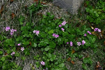 Oxalis corymbosa (Oxalis debilis) flowers. Oxalidaceae perennial plants native to South America. Five-petal pink flowers bloom from spring to early summer.