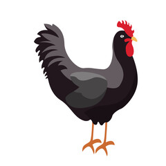 rooster illustration
