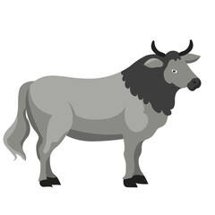 black and white bull