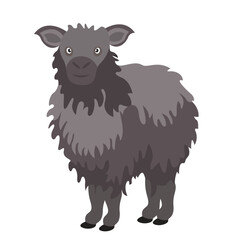 sheep isolated