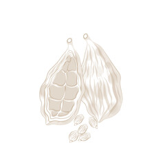 Vector illustration logo line art cardamom 