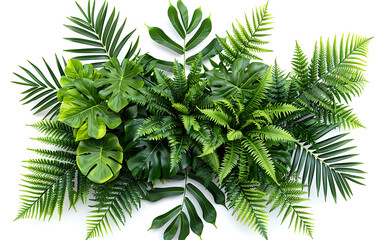 Green leaves of tropical plants bush floral isolated on white background
