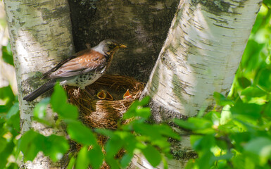 Fieldfare bird feeding its baby birds in a nest up in birch tree inside green canopy of leaves. Cute wild animals nature photo. 