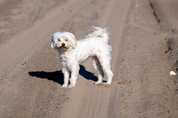 surprised puppy looking to the side