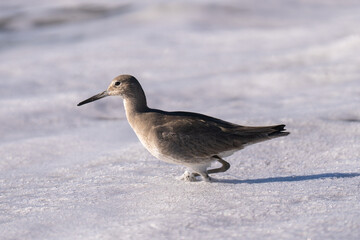 bird walking in the surf