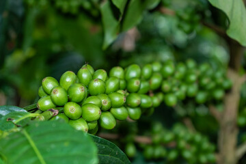 closeup of green coffee beans on the plant