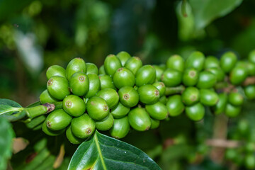closeup of green coffee beans on the plant
