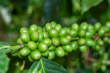 closeup of green coffee beans on the plant