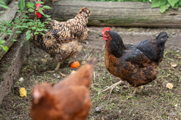 Older hen outside in the garden.