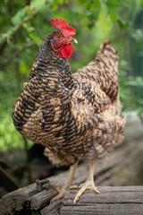 Older hen outside in the garden.