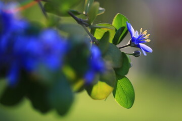 Lignum-vitae(Guaiacum officinale) ,blue and purple flowers with five petals and yellow pollen.The...