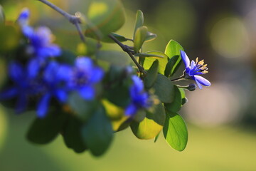 Lignum-vitae(Guaiacum officinale) ,blue and purple flowers with five petals and yellow pollen.The...