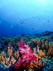 Fototapeta premium Beautiful underwater view of colourful corals