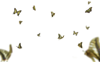 Realistic Color Butterfly Insect Flying Magical Wonderland Special Effects Photos Layered PNG Cutout Free Post Production PSD Template Materials