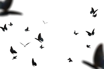 Realistic Color Butterfly Insect Flying Magical Wonderland Special Effects Photos Layered PNG Cutout Free Post Production PSD Template Materials