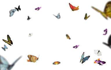 Realistic Color Butterfly Insect Flying Magical Wonderland Special Effects Photos Layered PNG Cutout Free Post Production PSD Template Materials