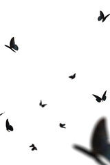 Realistic Color Butterfly Insect Flying Magical Wonderland Special Effects Photos Layered PNG Cutout Free Post Production PSD Template Materials