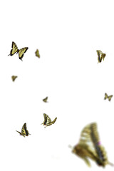 Realistic Color Butterfly Insect Flying Magical Wonderland Special Effects Photos Layered PNG Cutout Free Post Production PSD Template Materials