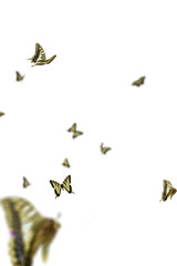 Realistic Color Butterfly Insect Flying Magical Wonderland Special Effects Photos Layered PNG Cutout Free Post Production PSD Template Materials