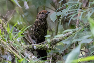 borralhara-assobiadora (Mackenziaena leachii)