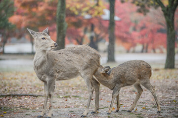 Herd Of Sika Deers On The Field To Nara Public Park And Todaiji Temple With Maple Red, Nara, Japan