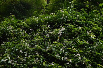 Asiatic jasmine (Trachelospermum asiaticum) flowers. Apocynaceae evergreen vine shrub. It creeps up rocks and trees and blooms propeller-shaped white flowers in early summer.