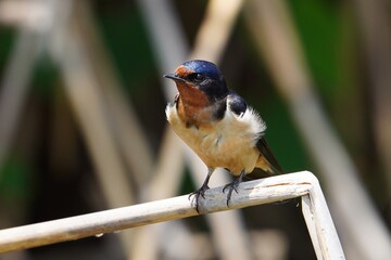Barn swallow is the most widespread species of swallow in the world. © Mariusz