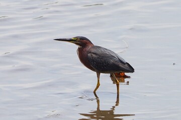 Green heron is a small heron of North and Central America. 