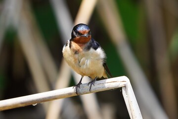 Barn swallow is the most widespread species of swallow in the world. © Mariusz