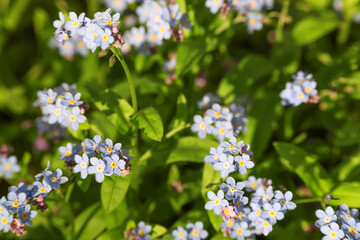 Beautiful forget-me-not flowers growing outdoors. Spring season