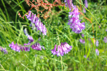 Obraz premium A cluster of purple flowers growing in grass. alfalfa flowers