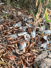 dead tilapia fish on the ground