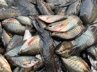 fresh Gourami fish for sale in the market.