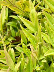Obraz premium green leaves in the garden with water droplets after the rain.