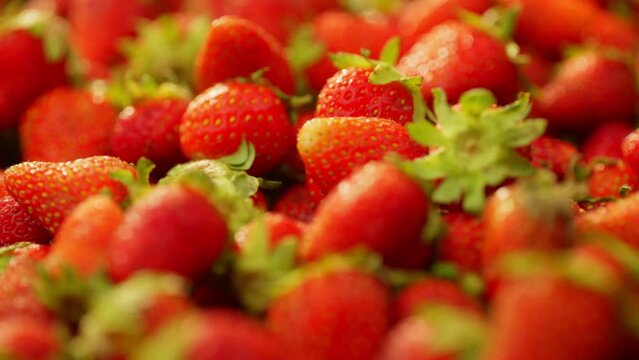 Background video with lots of freshly picked ripe strawberries. Seasonal red berry grown in ecological conditions. High quality 4k footage