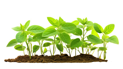A group of young, fresh green seedlings growing in soil, showcasing new life and the beginning of plant growth on a white background.