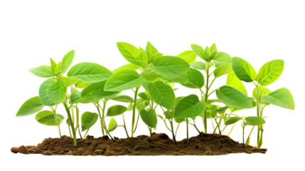 A group of young, fresh green seedlings growing in soil, showcasing new life and the beginning of plant growth on a white background.