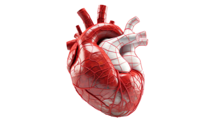 Detailed of a human heart showing arteries and veins, highlighting aspects of anatomy and cardiovascular health.