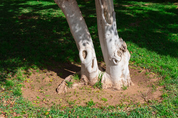 Tree trunk painted white at grassy area, summer day in the park