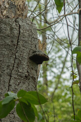 Hoof Fungus (Fomes fomentarius)