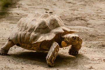 turtle walking in the zoo of Mexico