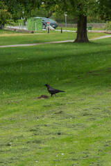 Crows in the grass (Corvus brachyrhynchos)