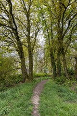 dark and old European forest with many tall trees
