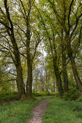dark and old European forest with many tall trees
