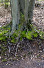 roots of a large tree in the forest covered with moss

